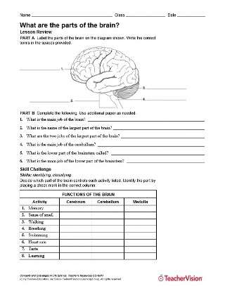 Left Brain Versus Right Brain Activity - Human Body Printable (6th-12th ...